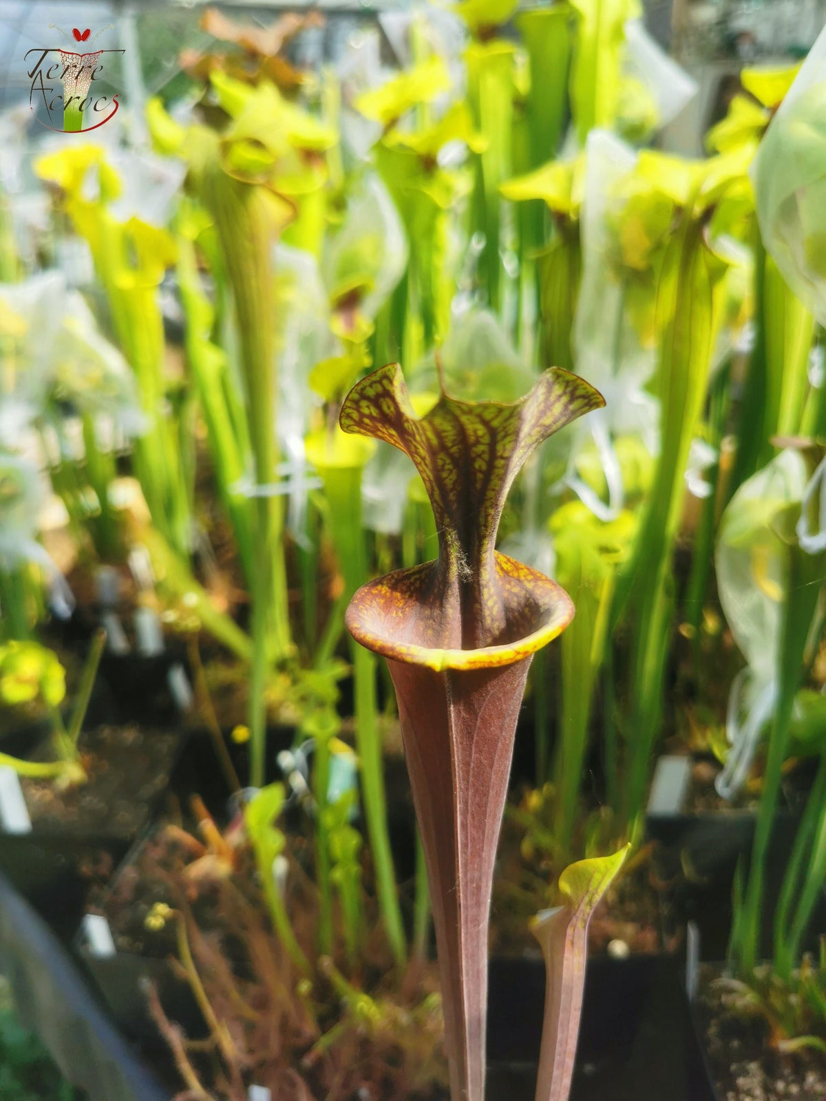 SFA04 Sarracenia flava var. atropurpurea – Marston Exotics, 1999 (F174 MK)