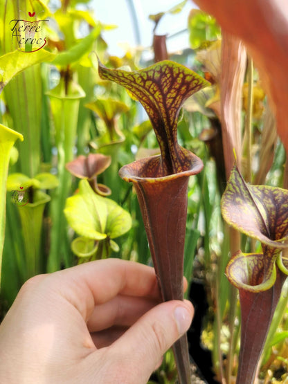 SFA04 Sarracenia flava var. atropurpurea – Marston Exotics, 1999 (F174 MK)