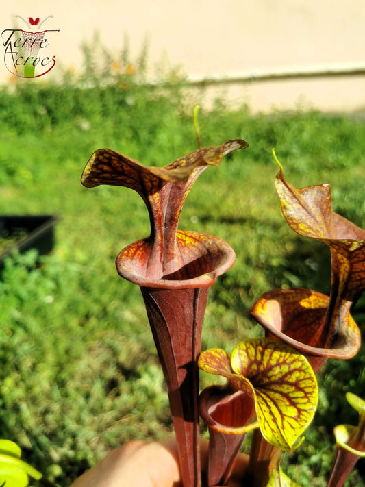 SFA04 Sarracenia flava var. atropurpurea – Marston Exotics, 1999 (F174 MK)