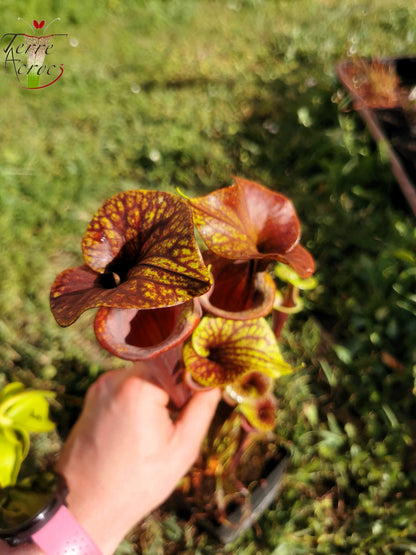 SFA04 Sarracenia flava var. atropurpurea – Marston Exotics, 1999 (F174 MK)