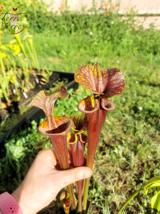 SFA04 Sarracenia flava var. atropurpurea – Marston Exotics, 1999 (F174 MK)