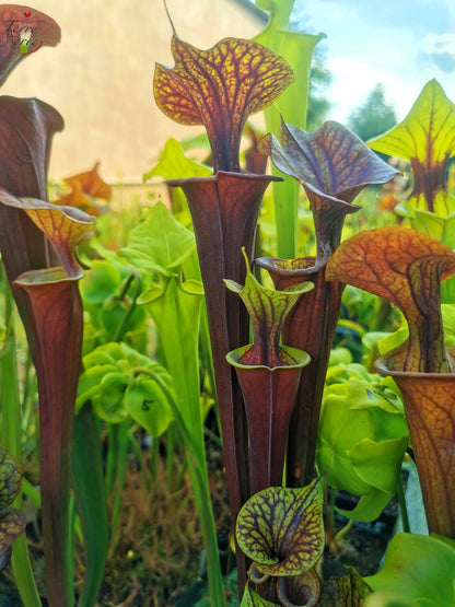 SFA04 Sarracenia flava var. atropurpurea – Marston Exotics, 1999 (F174 MK)