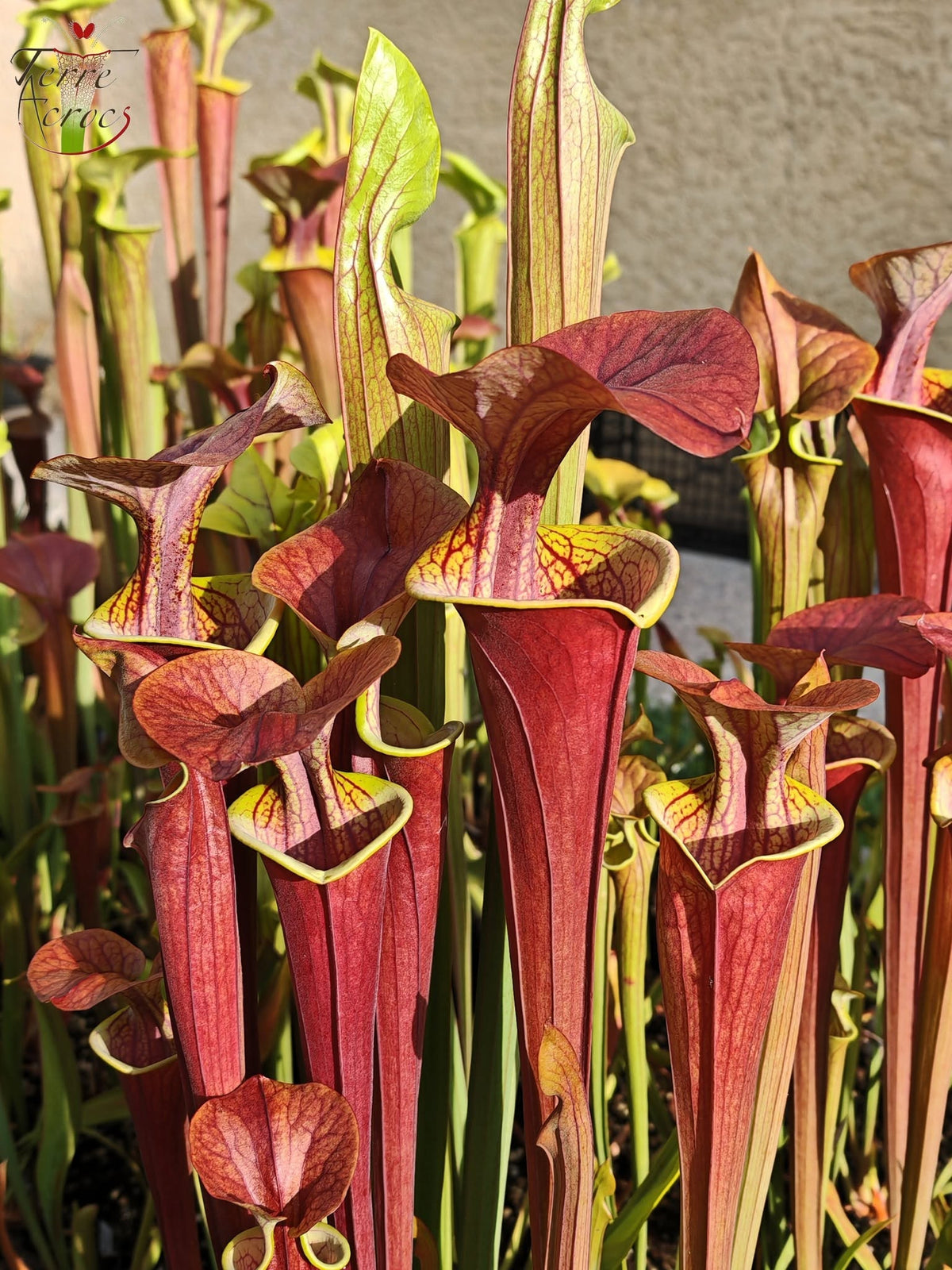 SFA05 Sarracenia flava var. atropurpurea -- (All red form, Blackwater River State Forest, FLW, (F27A, MK) x “Kimber Red Ruffles”(F195, MK))