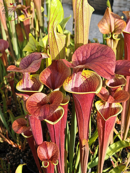 SFA05 Sarracenia flava var. atropurpurea -- (All red form, Blackwater River State Forest, FLW, (F27A, MK) x “Kimber Red Ruffles”(F195, MK))