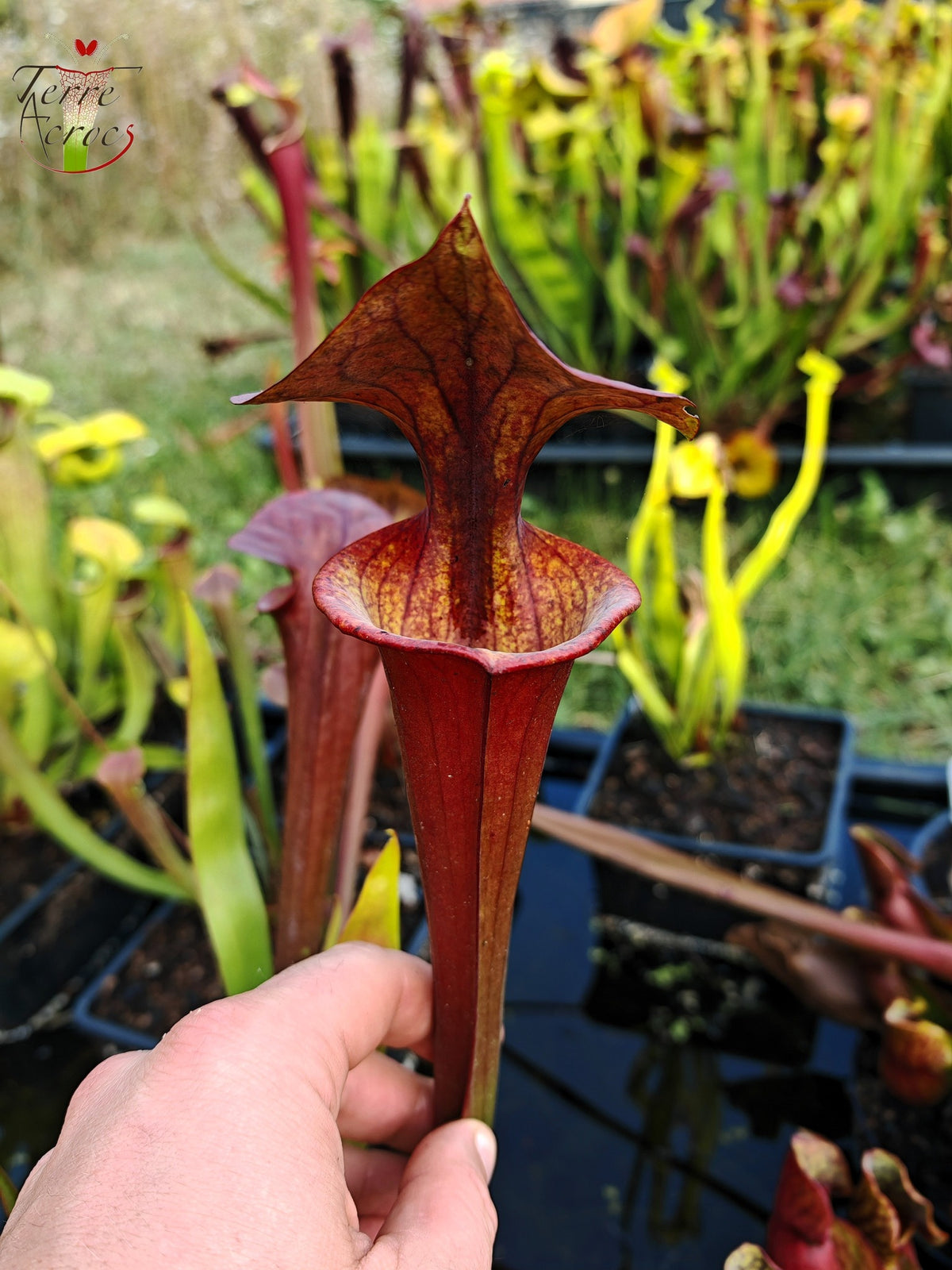 SFA06 Sarracenia flava var. atropurpurea -- 'Waccamaw' (F304, MK)