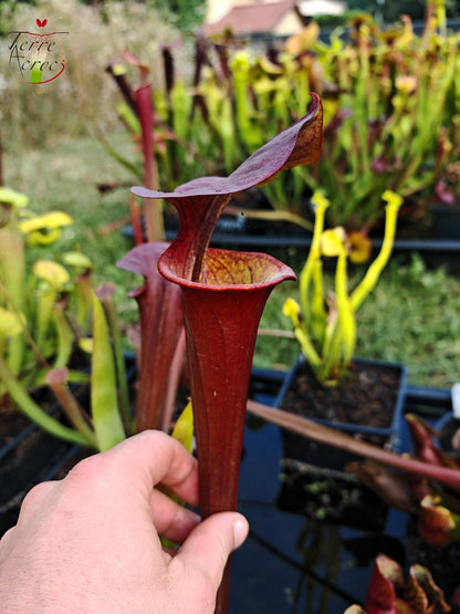 SFA06 Sarracenia flava var. atropurpurea -- 'Waccamaw' (F304, MK)