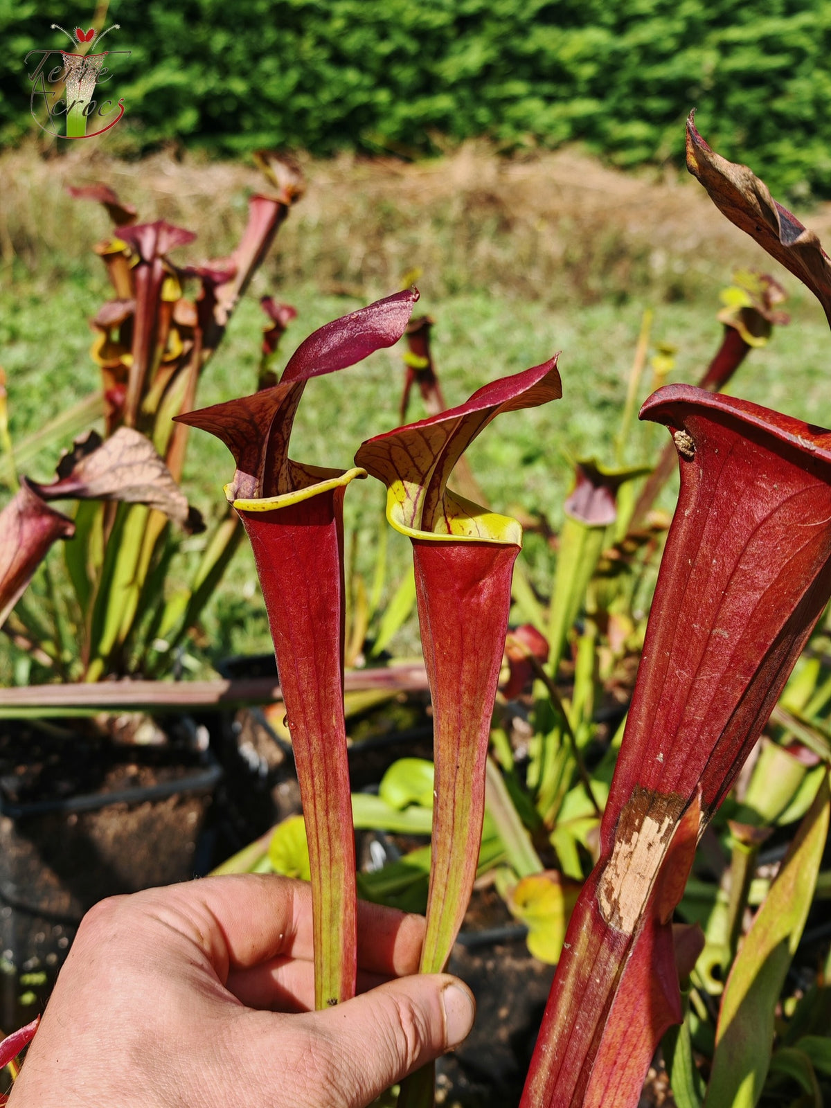 SFA06 Sarracenia flava var. atropurpurea -- 'Waccamaw' (F304, MK)