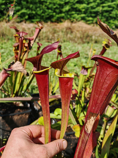 SFA06 Sarracenia flava var. atropurpurea -- 'Waccamaw' (F304, MK)