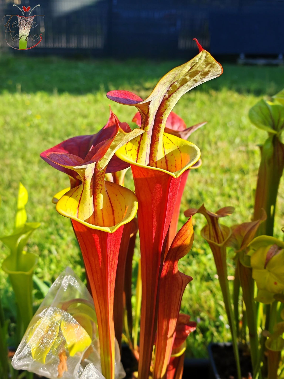 SFA06 Sarracenia flava var. atropurpurea -- 'Waccamaw' (F304, MK)