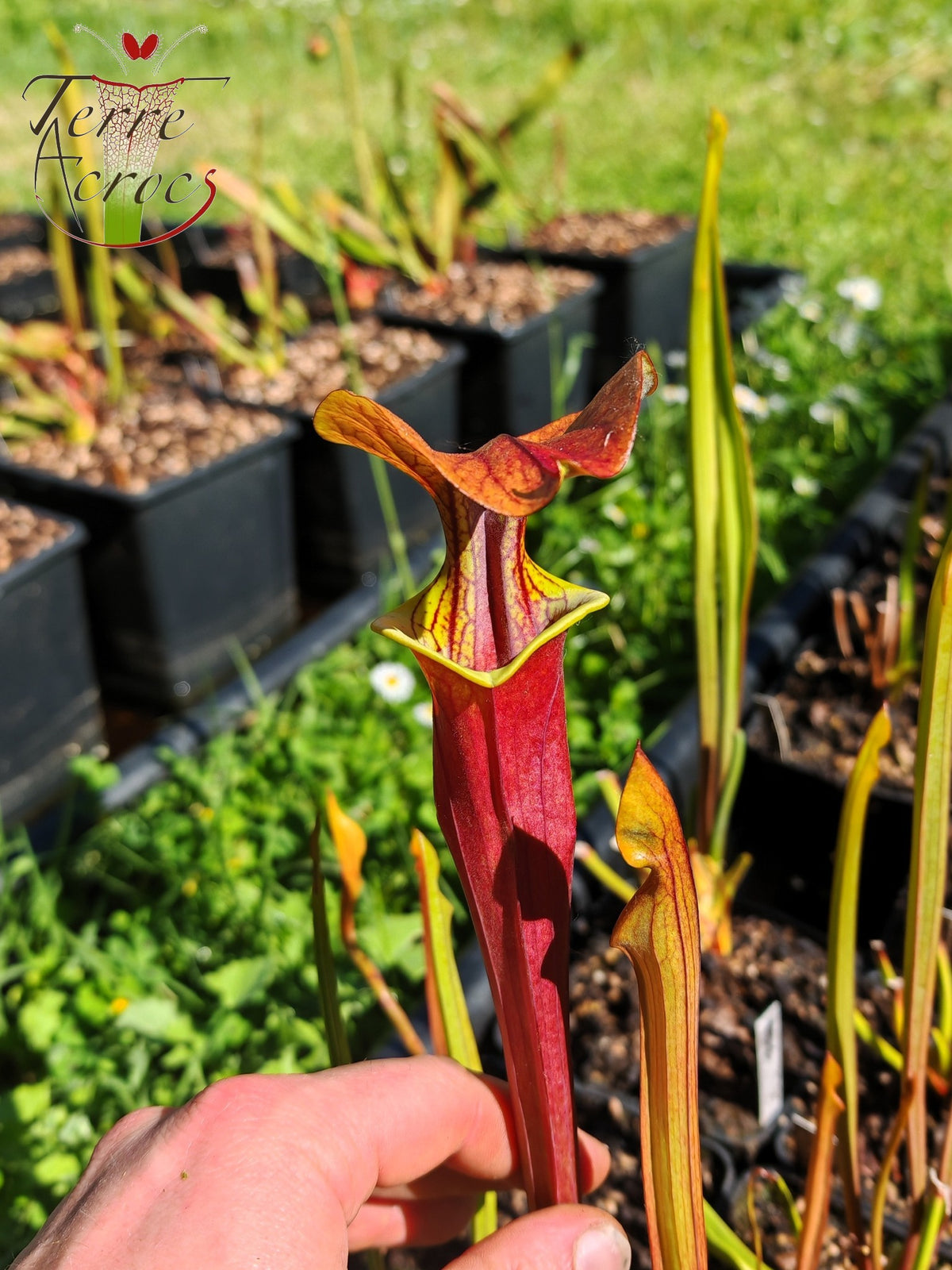 SFA08 Sarracenia flava var. atropurpurea -- (F196c, Msrba)