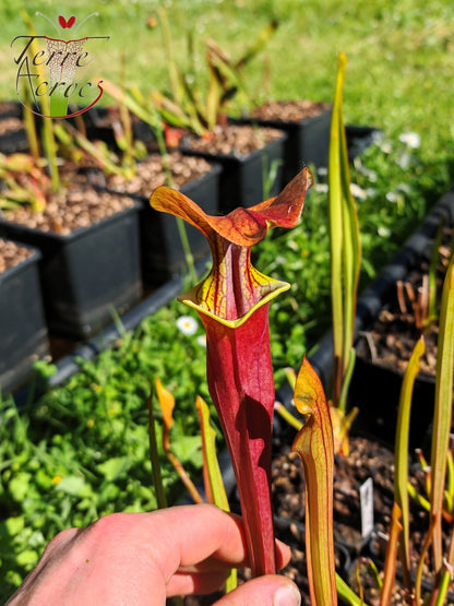SFA08 Sarracenia flava var. atropurpurea -- (F196c, Msrba)