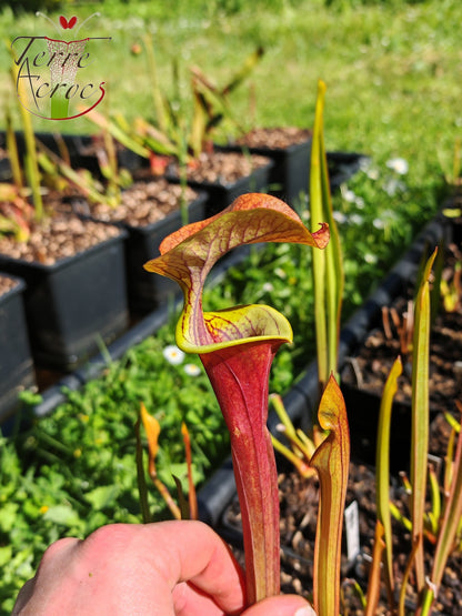 SFA08 Sarracenia flava var. atropurpurea -- (F196c, Msrba)
