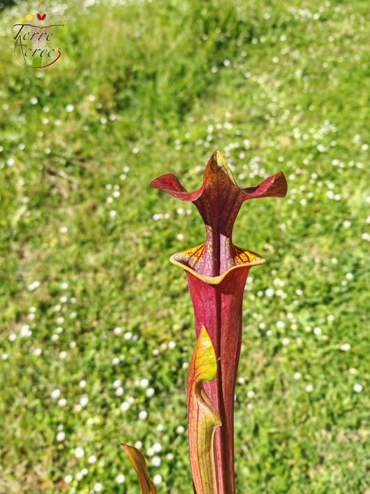 SFA08 Sarracenia flava var. atropurpurea -- (F196c, Msrba)