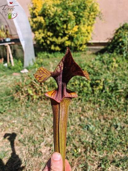 SFA10: Sarracenia flava var. atropurpurea – Stark geäderter Innendeckel und tief gefärbte Schlundzeichnungen, die sich ganz rot färben (F198, MK)