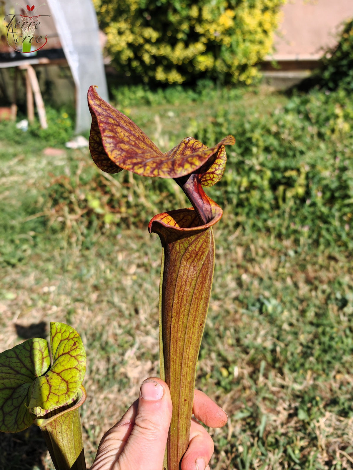 SFA10: Sarracenia flava var. atropurpurea – Stark geäderter Innendeckel und tief gefärbte Schlundzeichnungen, die sich ganz rot färben (F198, MK)