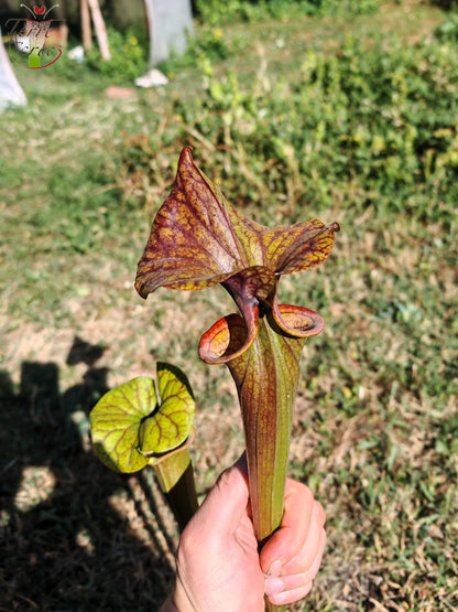 SFA10: Sarracenia flava var. atropurpurea – Stark geäderter Innendeckel und tief gefärbte Schlundzeichnungen, die sich ganz rot färben (F198, MK)