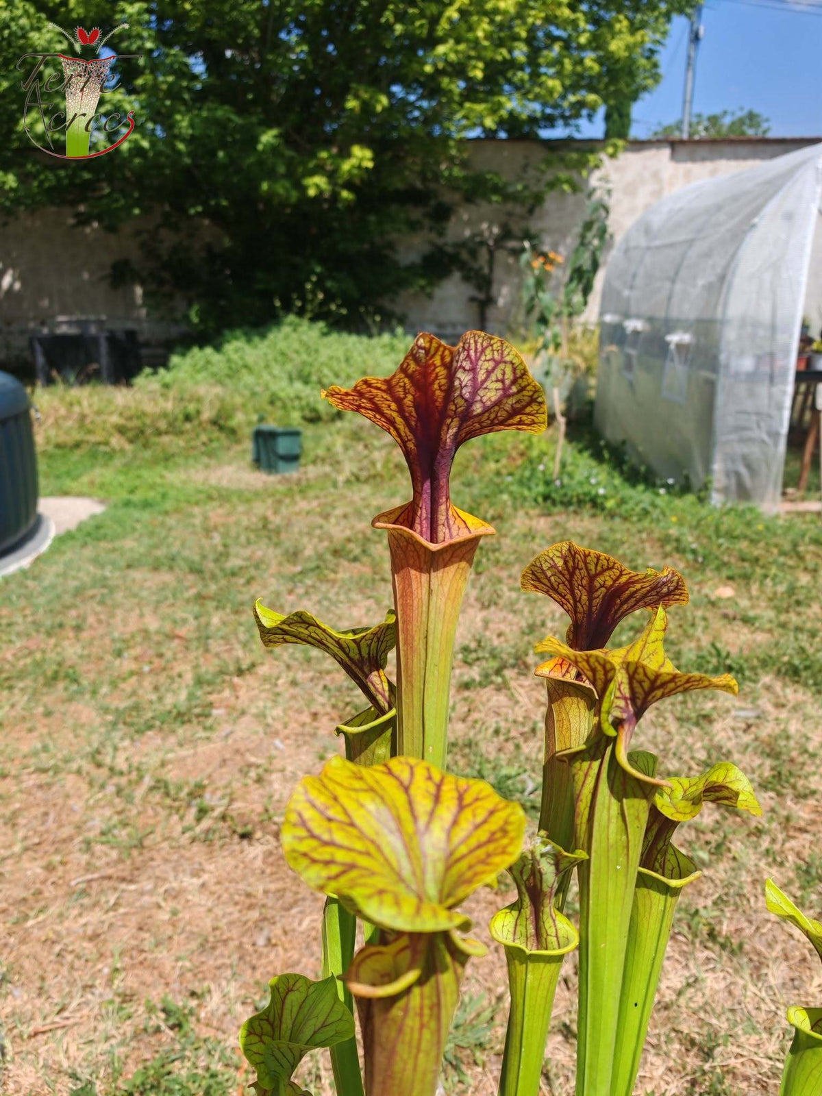 SFA10: Sarracenia flava var. atropurpurea – Stark geäderter Innendeckel und tief gefärbte Schlundzeichnungen, die sich ganz rot färben (F198, MK)