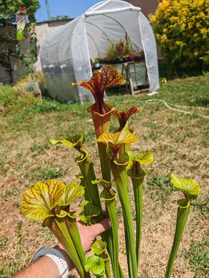 SFA10: Sarracenia flava var. atropurpurea – Stark geäderter Innendeckel und tief gefärbte Schlundzeichnungen, die sich ganz rot färben (F198, MK)