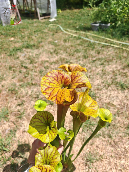 SFA10: Sarracenia flava var. atropurpurea – Stark geäderter Innendeckel und tief gefärbte Schlundzeichnungen, die sich ganz rot färben (F198, MK)
