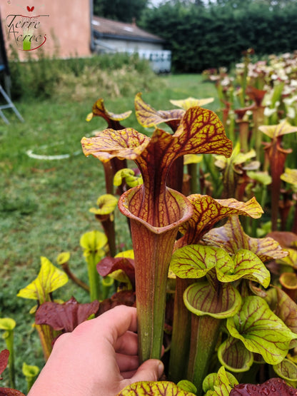 SFA10: Sarracenia flava var. atropurpurea – Stark geäderter Innendeckel und tief gefärbte Schlundzeichnungen, die sich ganz rot färben (F198, MK)