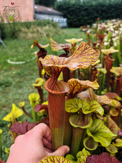 SFA10: Sarracenia flava var. atropurpurea – Stark geäderter Innendeckel und tief gefärbte Schlundzeichnungen, die sich ganz rot färben (F198, MK)