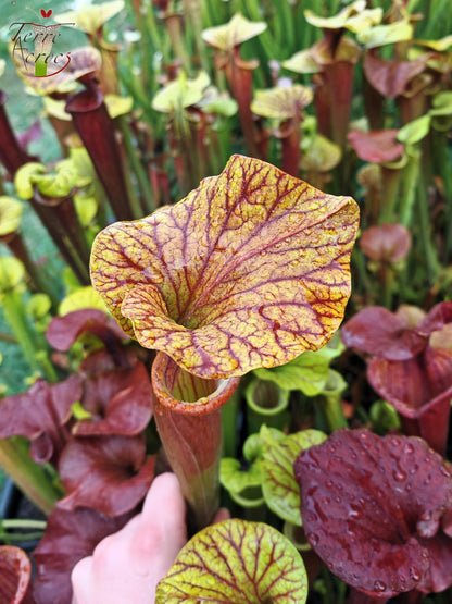 SFA10: Sarracenia flava var. atropurpurea – Stark geäderter Innendeckel und tief gefärbte Schlundzeichnungen, die sich ganz rot färben (F198, MK)