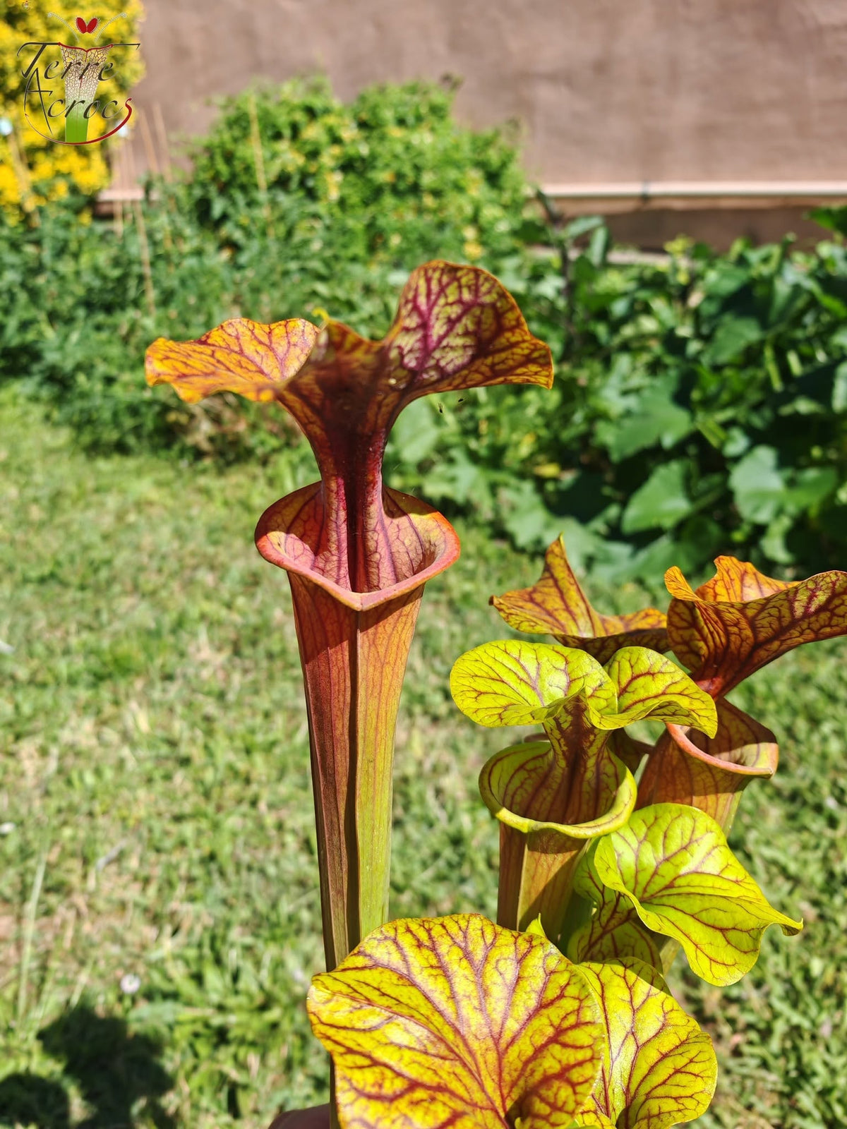 SFA10: Sarracenia flava var. atropurpurea – Stark geäderter Innendeckel und tief gefärbte Schlundzeichnungen, die sich ganz rot färben (F198, MK)