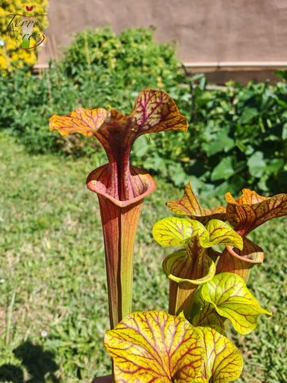 SFA10: Sarracenia flava var. atropurpurea – Stark geäderter Innendeckel und tief gefärbte Schlundzeichnungen, die sich ganz rot färben (F198, MK)