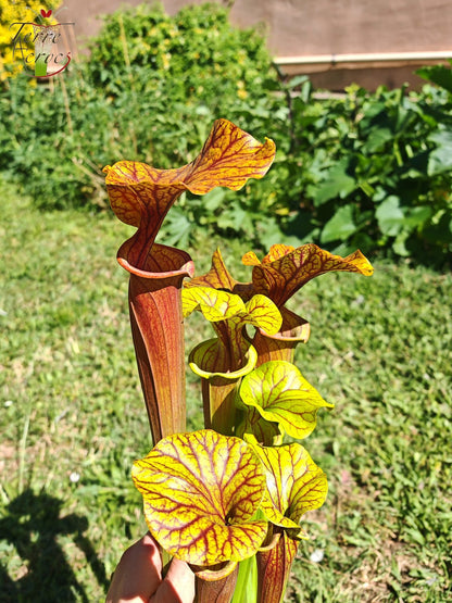 SFA10: Sarracenia flava var. atropurpurea – Stark geäderter Innendeckel und tief gefärbte Schlundzeichnungen, die sich ganz rot färben (F198, MK)