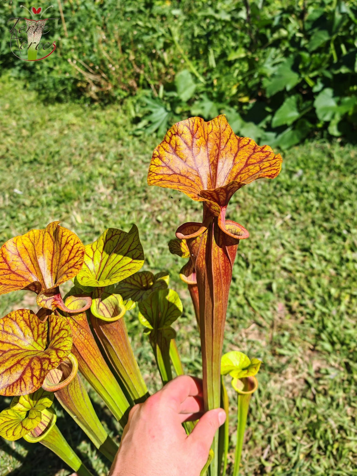 SFA10: Sarracenia flava var. atropurpurea – Stark geäderter Innendeckel und tief gefärbte Schlundzeichnungen, die sich ganz rot färben (F198, MK)