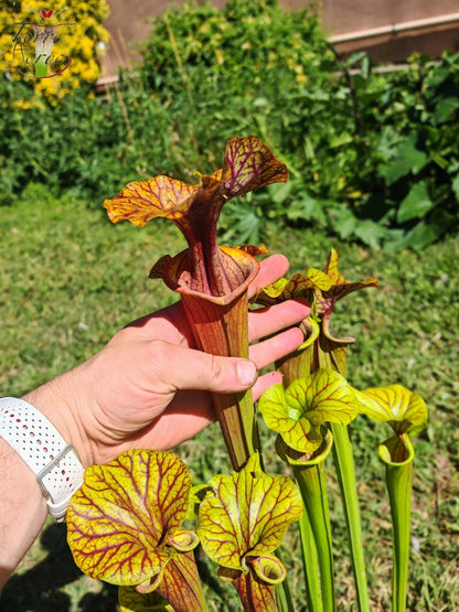 SFA10: Sarracenia flava var. atropurpurea – Stark geäderter Innendeckel und tief gefärbte Schlundzeichnungen, die sich ganz rot färben (F198, MK)
