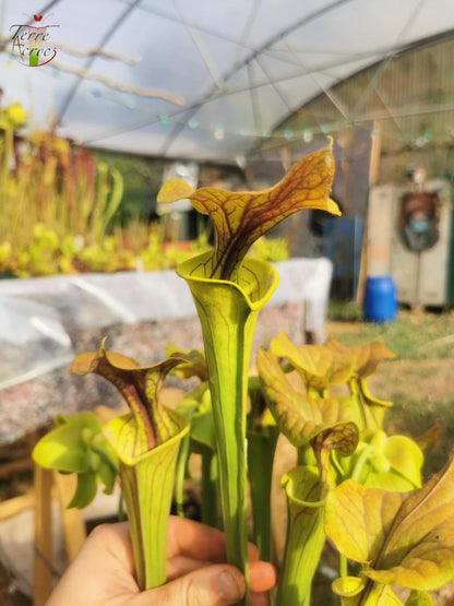 SFC01 Sarracenia flava var. cuprea – Kupferdecke, NC, Dave Richardson (F10, MK)