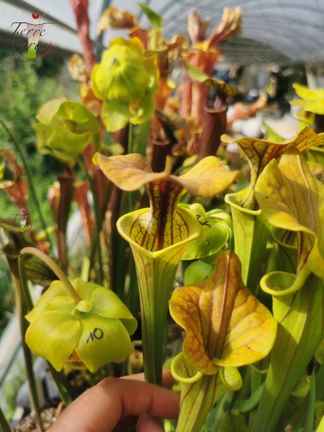 SFC01 Sarracenia flava var. cuprea – Kupferdecke, NC, Dave Richardson (F10, MK)