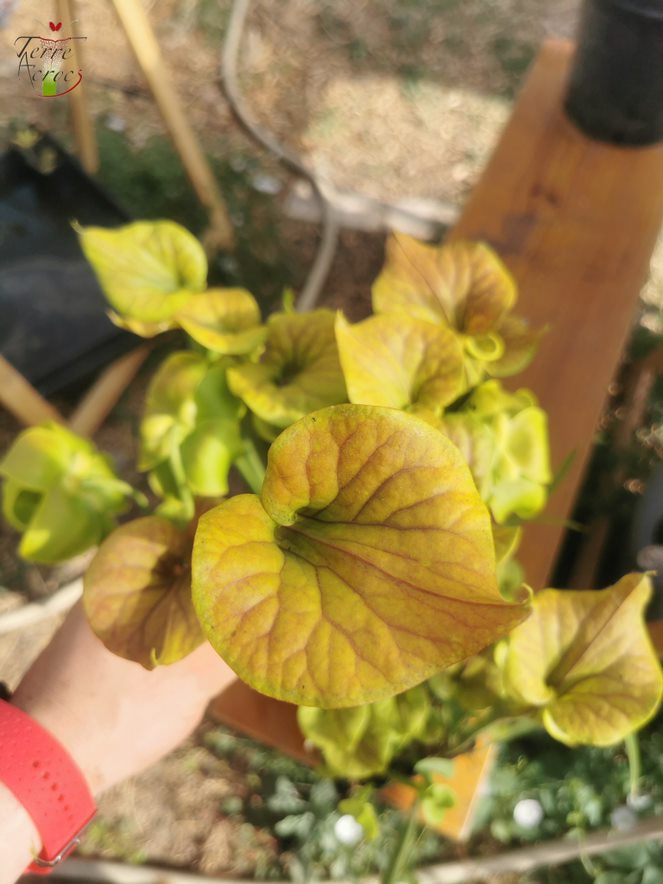 SFC01 Sarracenia flava var. cuprea – Kupferdecke, NC, Dave Richardson (F10, MK)