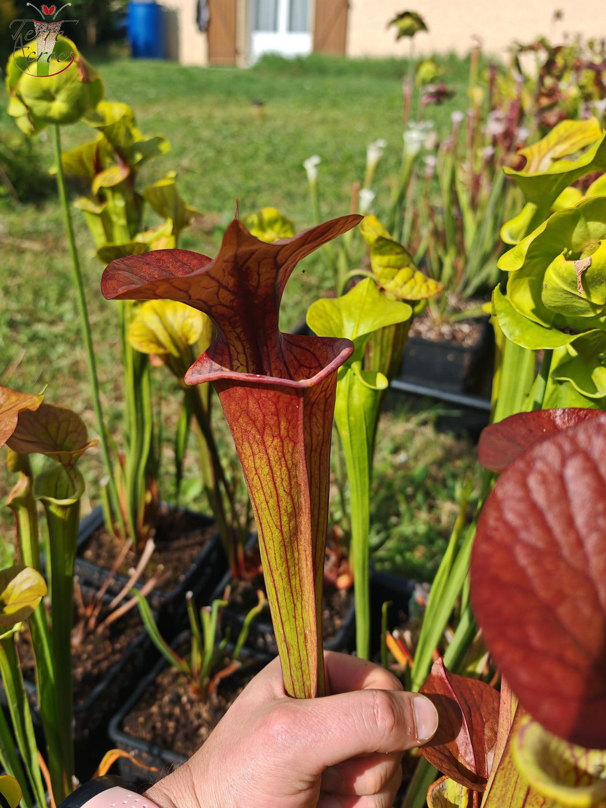 SFC02 Sarracenia flava var. cuprea -- (Jardin botanique de Lyon)