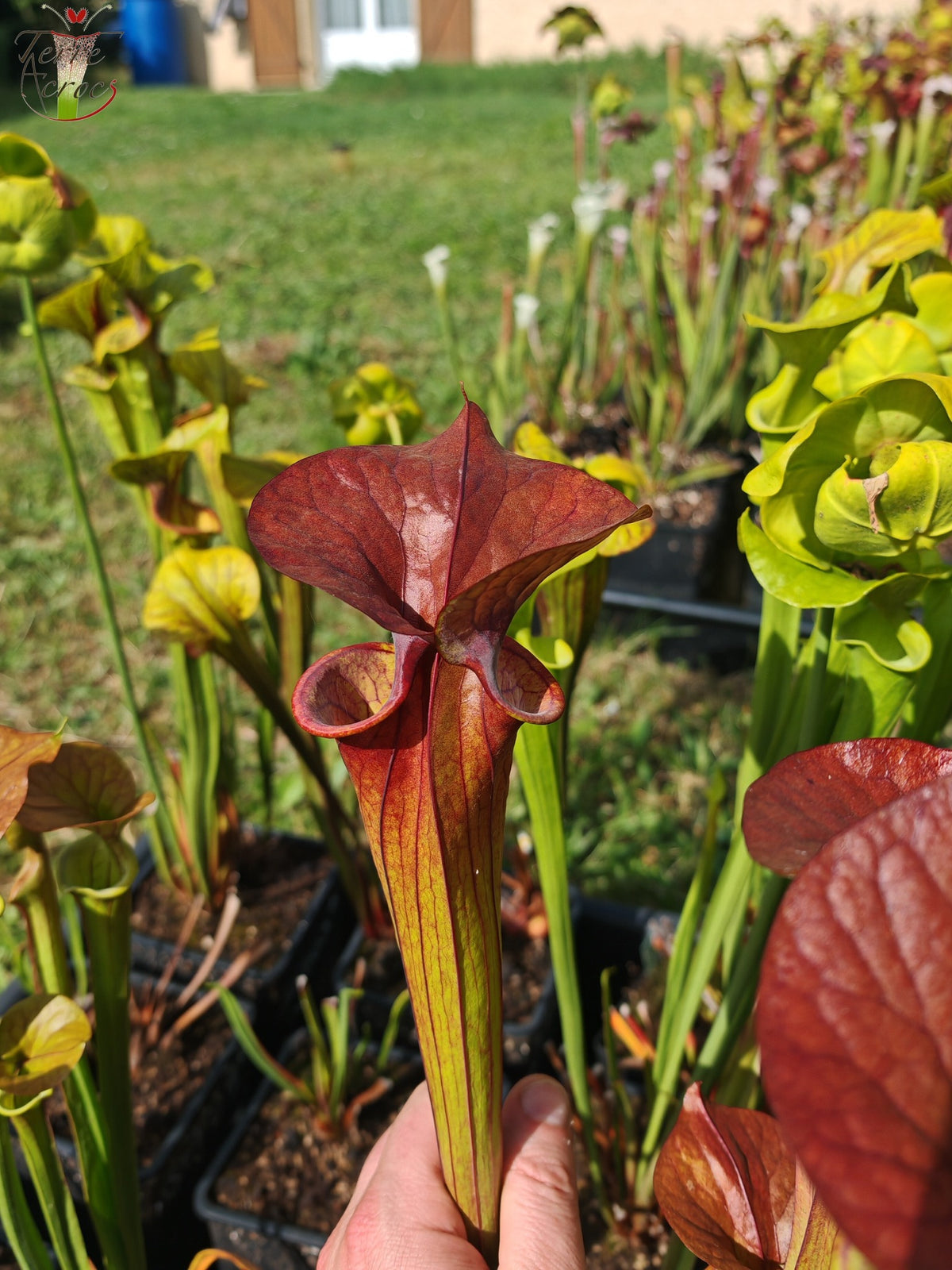 SFC02 Sarracenia flava var. cuprea -- (Jardin botanique de Lyon)