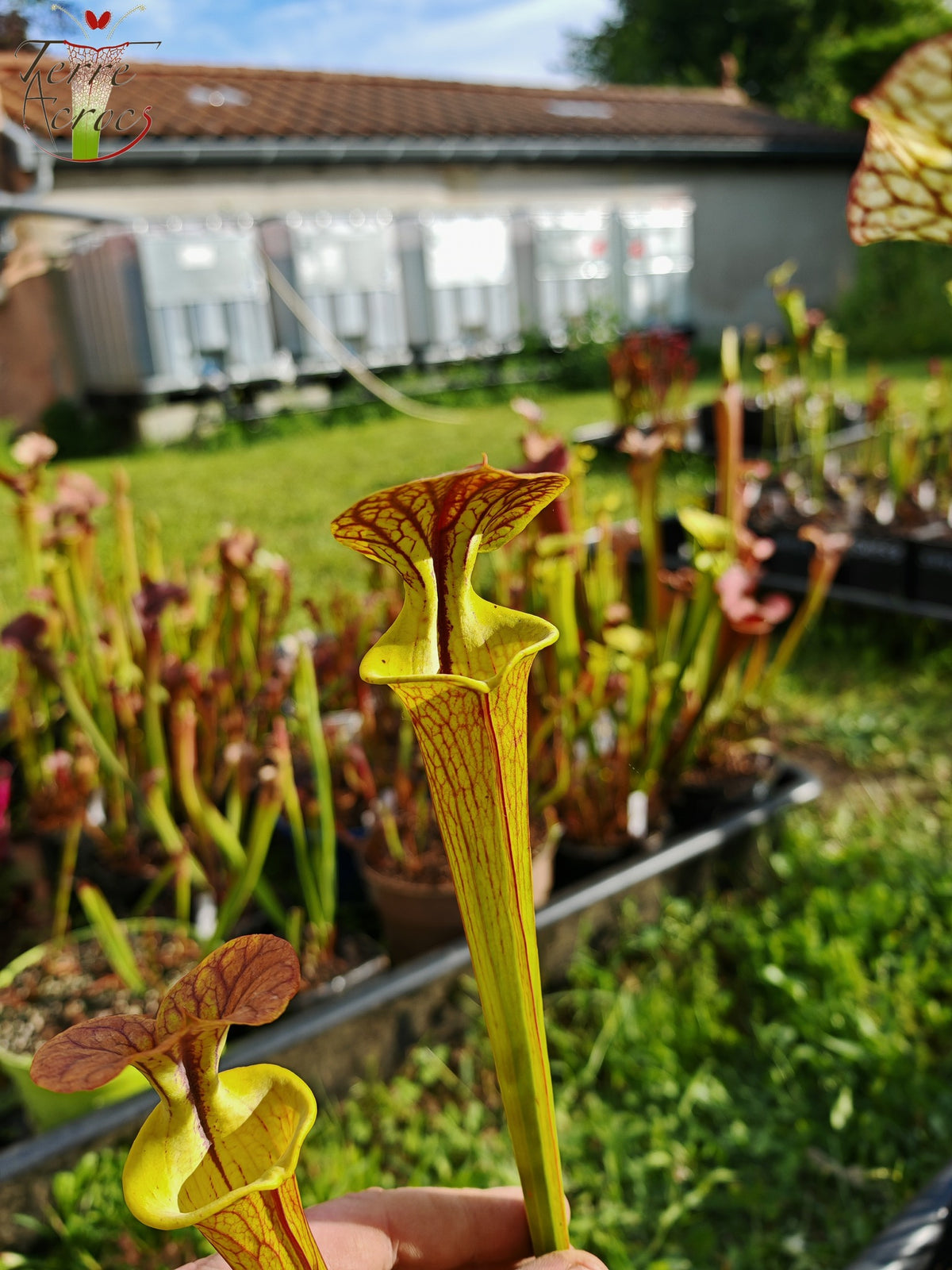 SFC03 Sarracenia flava var. cuprea – Sehr große Form, Phil Sheridan (F153, MK)