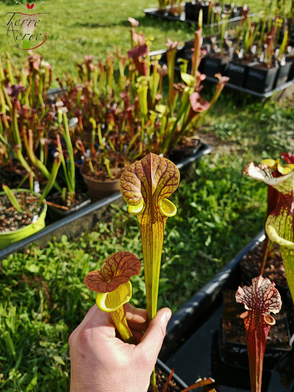 SFC03 Sarracenia flava var. cuprea – Sehr große Form, Phil Sheridan (F153, MK)