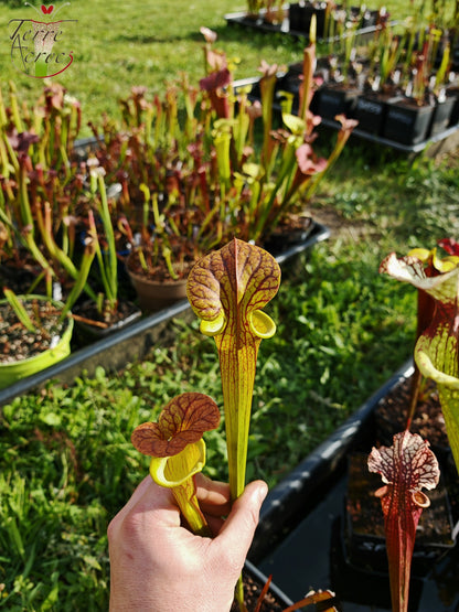 SFC03 Sarracenia flava var. cuprea – Sehr große Form, Phil Sheridan (F153, MK)