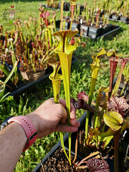 SFC03 Sarracenia flava var. cuprea – Sehr große Form, Phil Sheridan (F153, MK)