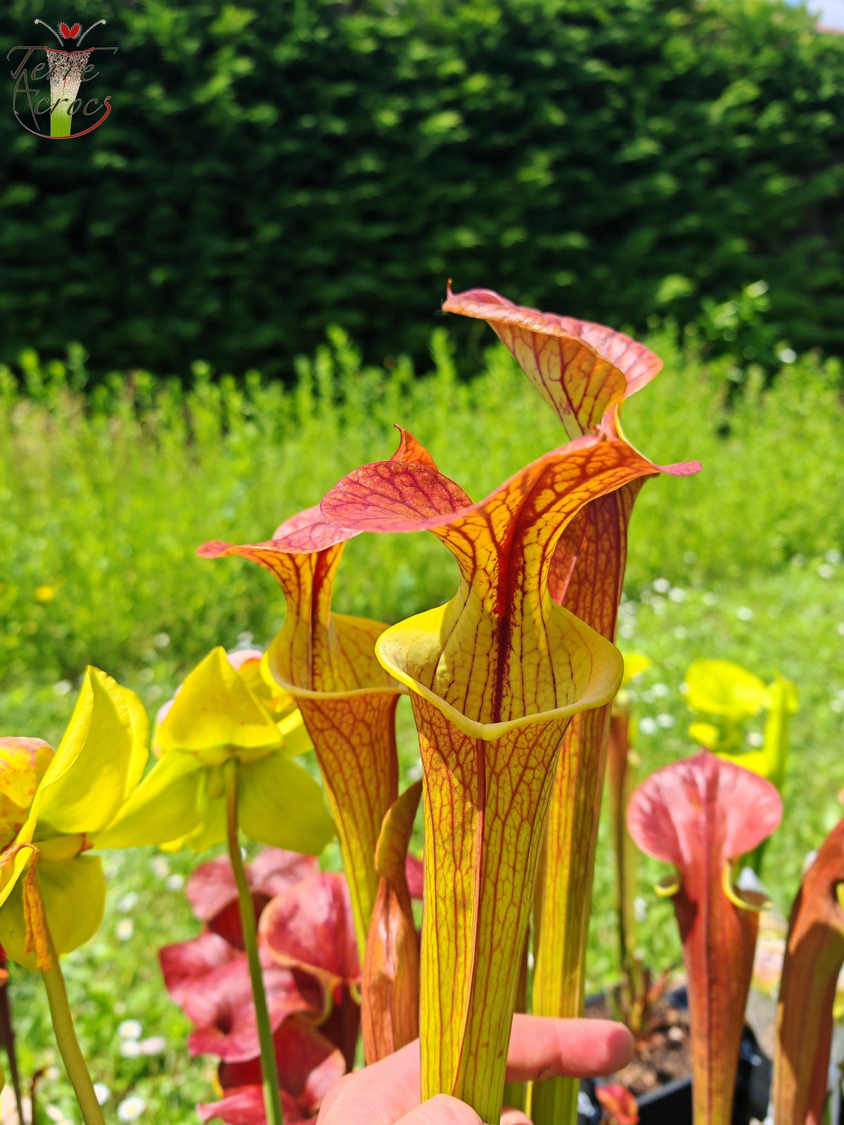 SFC03 Sarracenia flava var. cuprea – Sehr große Form, Phil Sheridan (F153, MK)