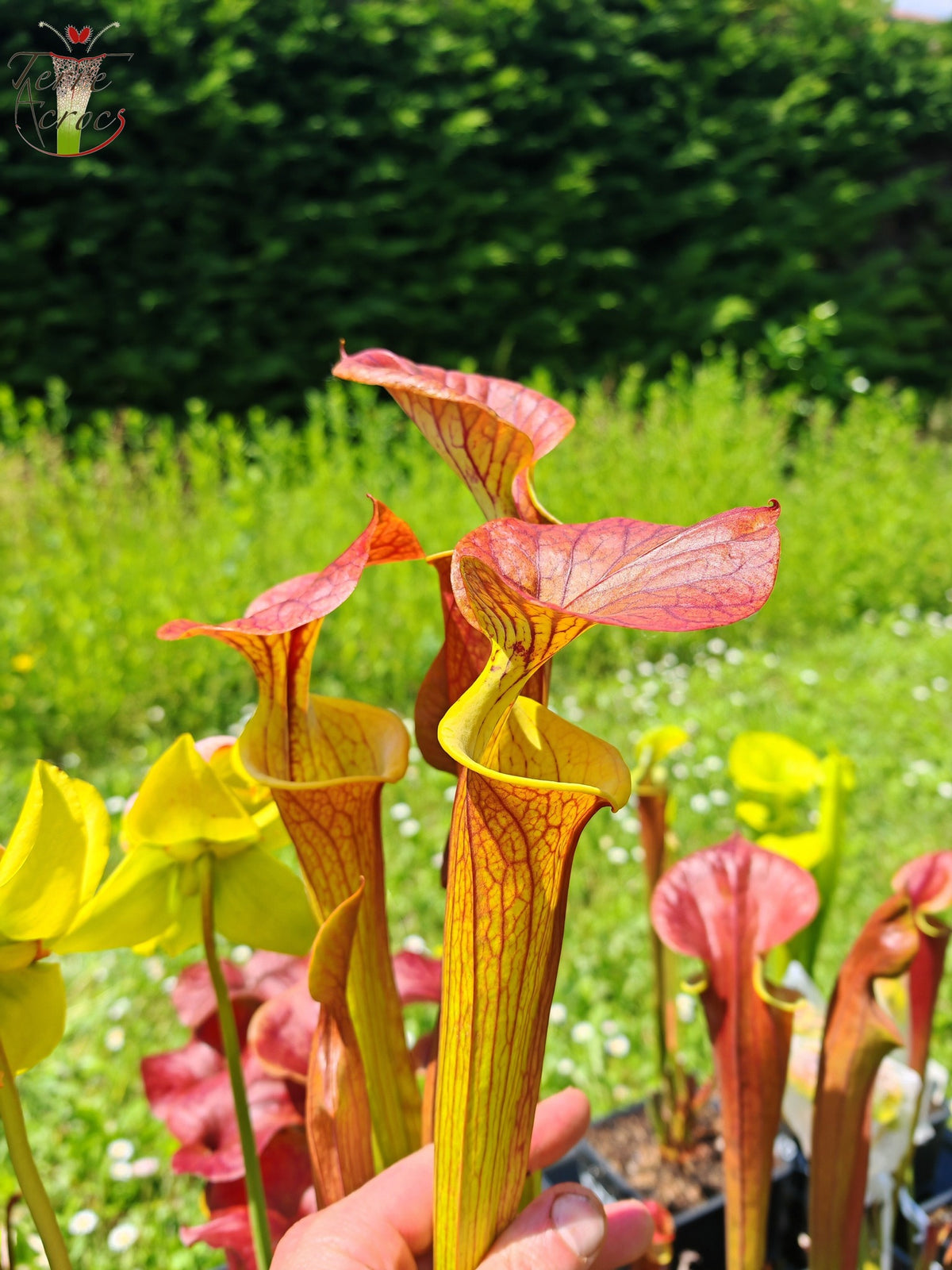 SFC03 Sarracenia flava var. cuprea – Sehr große Form, Phil Sheridan (F153, MK)