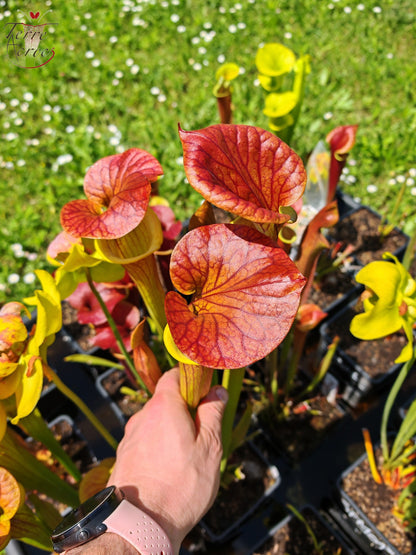 SFC03 Sarracenia flava var. cuprea – Sehr große Form, Phil Sheridan (F153, MK)