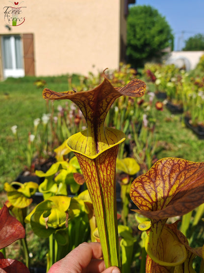 SFC03 Sarracenia flava var. cuprea – Sehr große Form, Phil Sheridan (F153, MK)