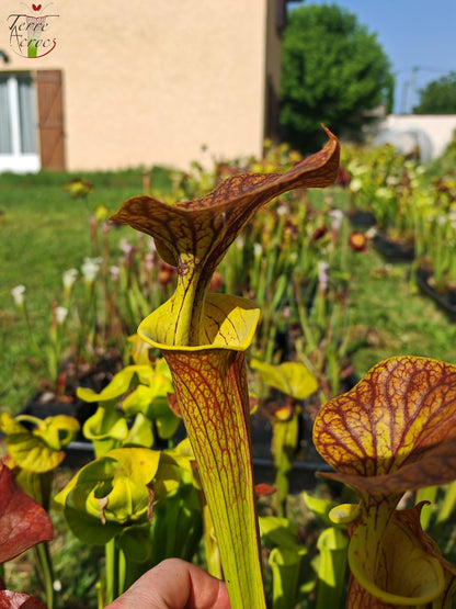 SFC03 Sarracenia flava var. cuprea – Sehr große Form, Phil Sheridan (F153, MK)