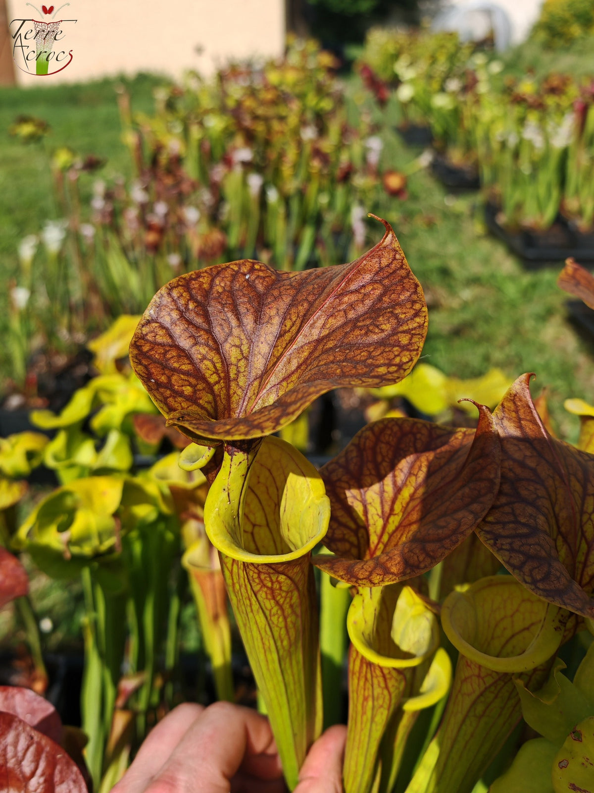 SFC03 Sarracenia flava var. cuprea – Sehr große Form, Phil Sheridan (F153, MK)