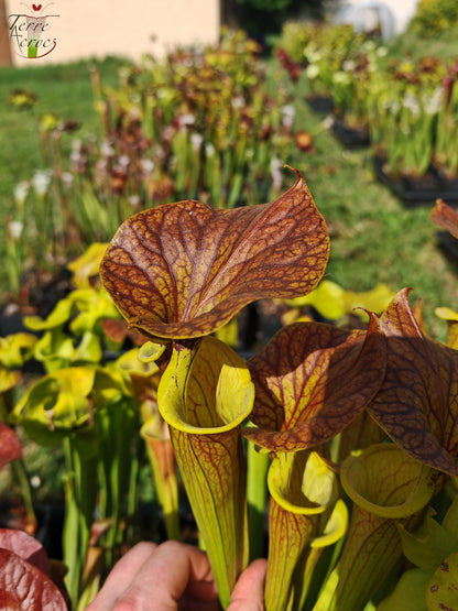 SFC03 Sarracenia flava var. cuprea – Sehr große Form, Phil Sheridan (F153, MK)