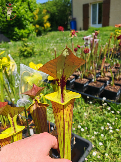 SFC04 Sarracenia flava var. cuprea -- Sehr groß, geädert mit einer roten Linie im Hals, dunkel kupferfarbener Deckel im Frühling (CT2, CK)