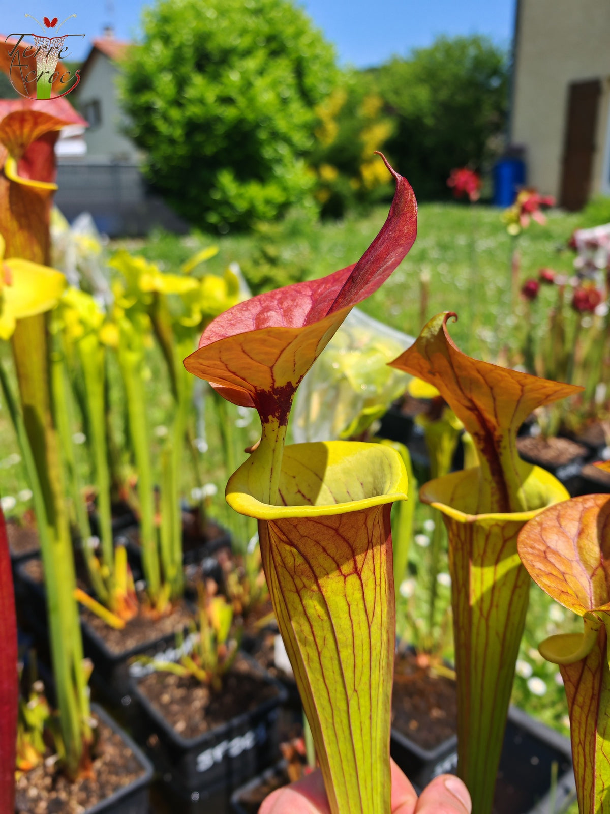 SFC04 Sarracenia flava var. cuprea -- Sehr groß, geädert mit einer roten Linie im Hals, dunkel kupferfarbener Deckel im Frühling (CT2, CK)