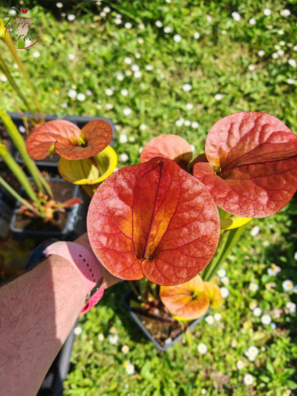 SFC04 Sarracenia flava var. cuprea -- Sehr groß, geädert mit einer roten Linie im Hals, dunkel kupferfarbener Deckel im Frühling (CT2, CK)